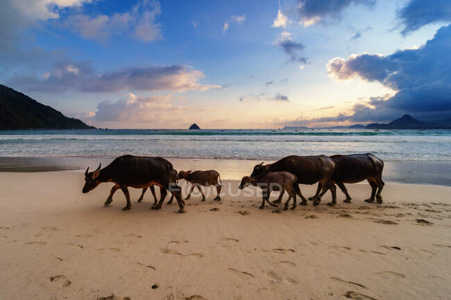 Manada de búfalos caminando por la playa Selong Belanak, Lombok, West Nusa Tenggara, Indonesia - foto de stock