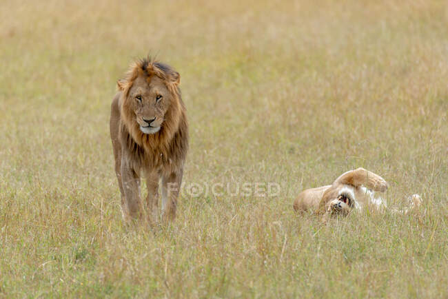 Lion and lioness in the bush, Kenya — Stock Photo