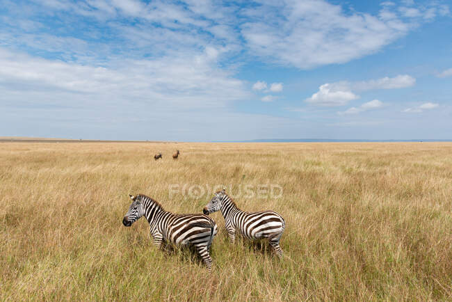 Dos cebra y dos antílopes en la distancia, Kenia - foto de stock