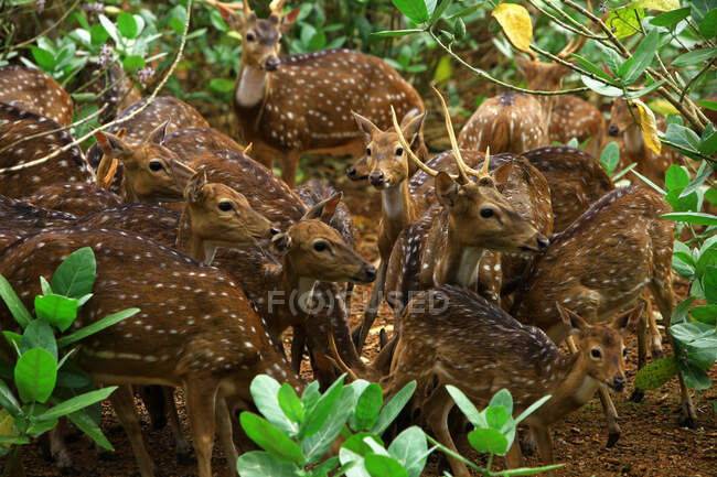 Mandria di cervi nella foresta, Indonesia — Foto stock