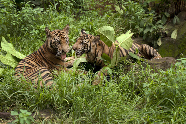 Two tigers lying down next to each other, Indonesia — Stock Photo