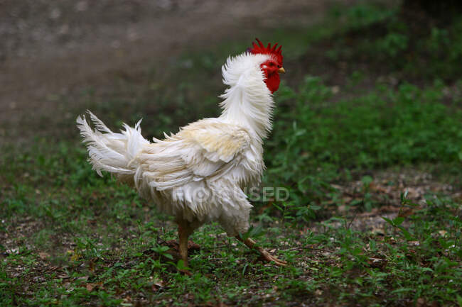 Retrato de un pollo, Indonesia - foto de stock
