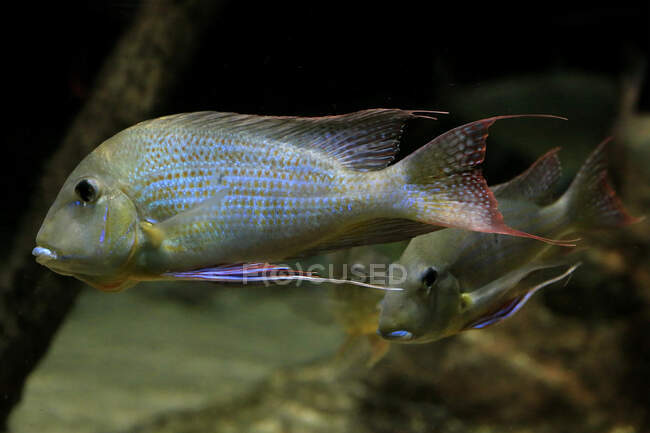 Мозамбик tilapia (Oreochromis fabsambicus), Индонезия — стоковое фото