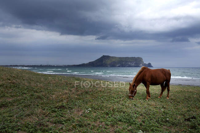 Коні, що пасуться біля моря, острів Чеджу, Південна Корея. — стокове фото