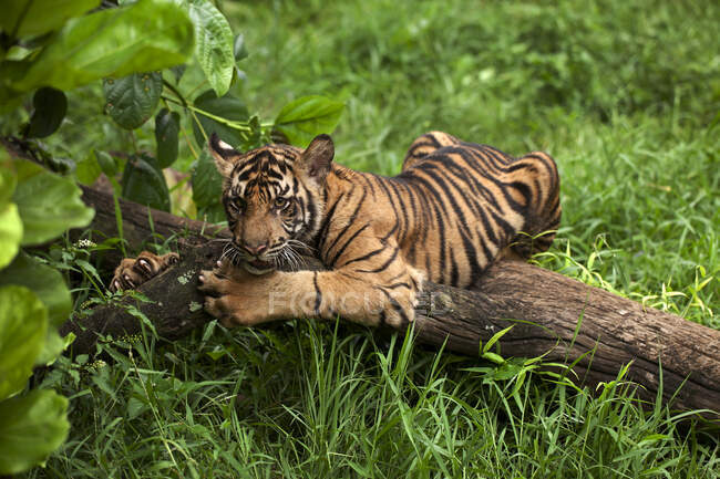 Portrait of a tiger, Indonesia — Fotografia de Stock