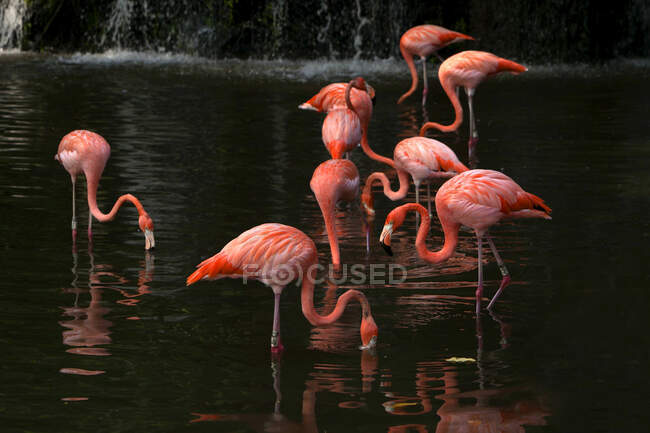 Fenicotteri in piedi in un lago, Singapore — Foto stock