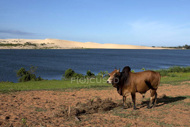 Vaca de pie junto a un lago, Mui Ne, provincia de Binh Thuan, Vietnam - foto de stock