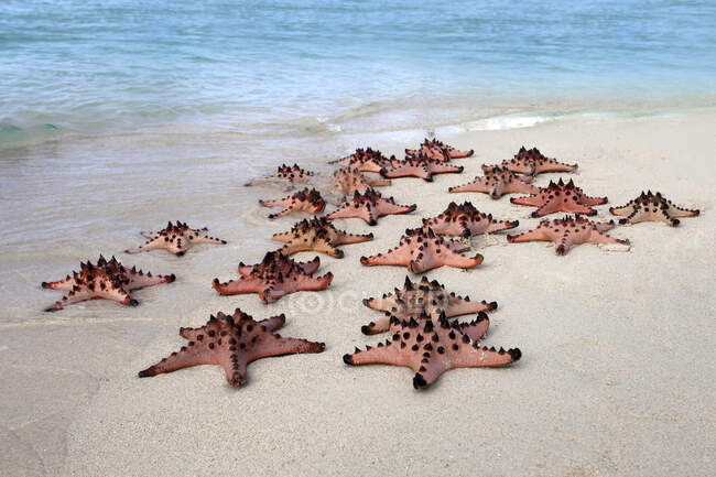 Costellazione di stelle marine sulla spiaggia, Belitung, Indonesia — Foto stock