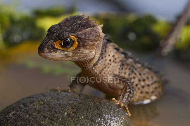 Close-up de um crocodilo de olhos vermelhos Skink, Indonésia — Fotografia de Stock