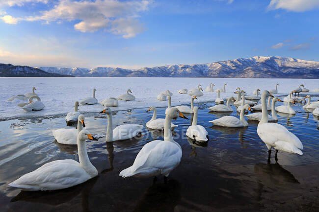 Flock of swans swimming, Hokkaido Lake, Shikotsu, Japan — Stock Photo