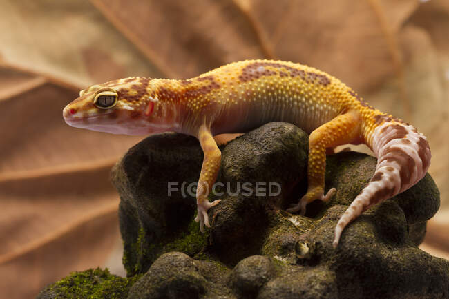 Leopard gecko on a rock, Indonesia — Stock Photo