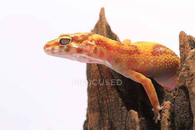 Leopard gecko on a piece of wood, Indonesia — Stock Photo