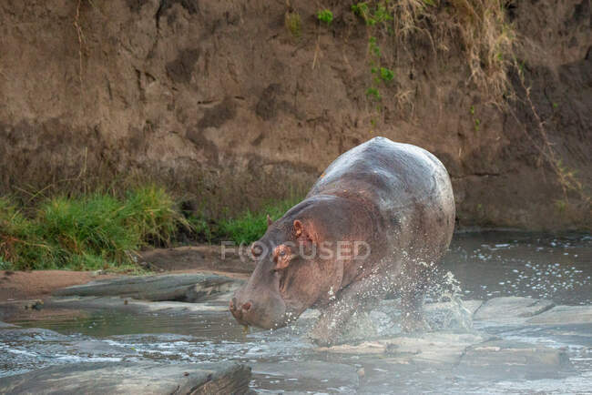 Hipopótamo caminando en el río, Kenya - foto de stock