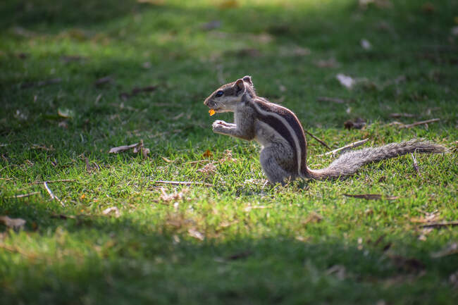 Squirrel sitting on grass eating, India — Stock Photo