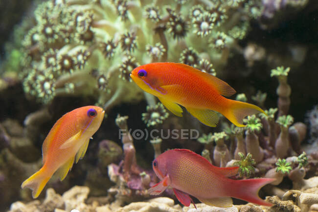 Beaux poissons nageant sous l'eau, Indonésie — Photo de stock