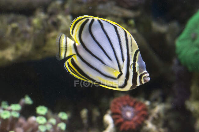 Beautiful fish swimming underwater, Indonesia — Stock Photo