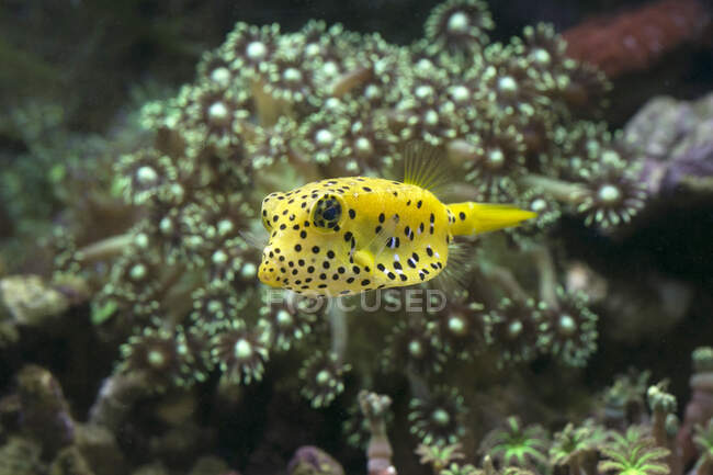 Peces hermosos nadando bajo el agua, Indonesia - foto de stock