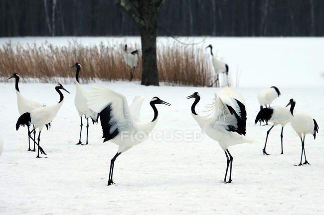 Flock of red-crowned cranes, Kushiro, Hokkaido, Japan — Stock Photo