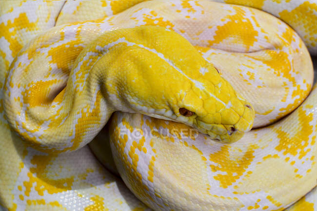 Blick von oben auf einen burmesischen Python (Python bivittatus), Indonesien — Stockfoto