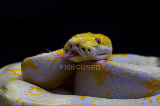 Gros plan d'un python, Indonésie — Photo de stock