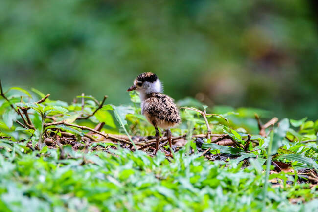 Close-up of a chick, Indonesia — Stock Photo