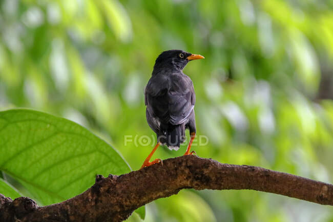 Beautiful colorful Starling bird on branch at sunny day, Indonesia — Stock Photo