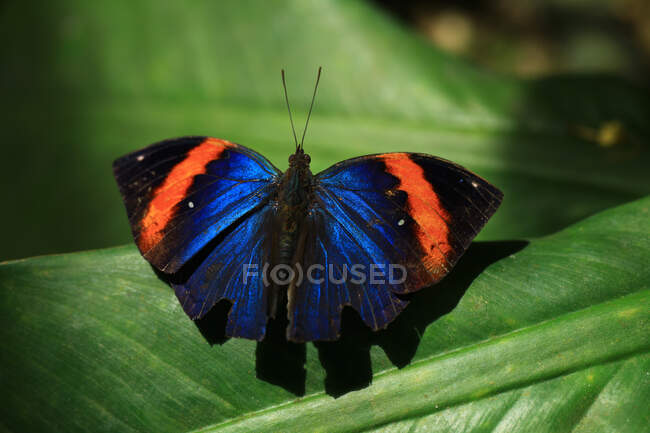 Close-up de uma borboleta, Malásia — Fotografia de Stock