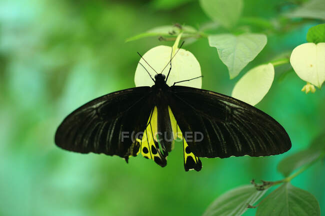 Nahaufnahme eines Schmetterlings, Malaysia — Stockfoto