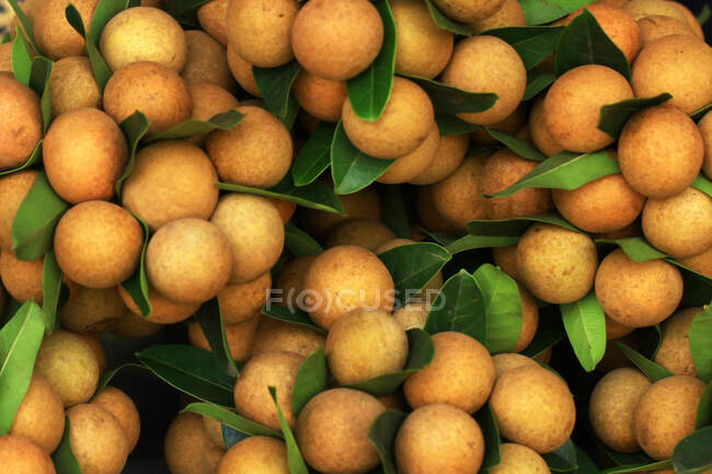 Gros plan sur les fruits du longan, Vietnam — Photo de stock
