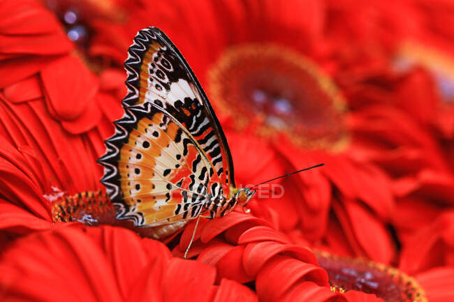 Метелик на червоних квітах, Індонезія. — стокове фото