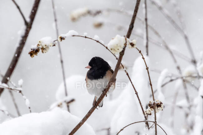 Junco de olhos escuros na neve, British Columbia, Canadá — Fotografia de Stock