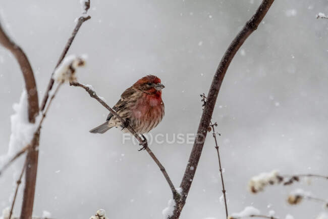 Finch roxo empoleirado em um ramo na neve, British Columbia, Canadá — Fotografia de Stock