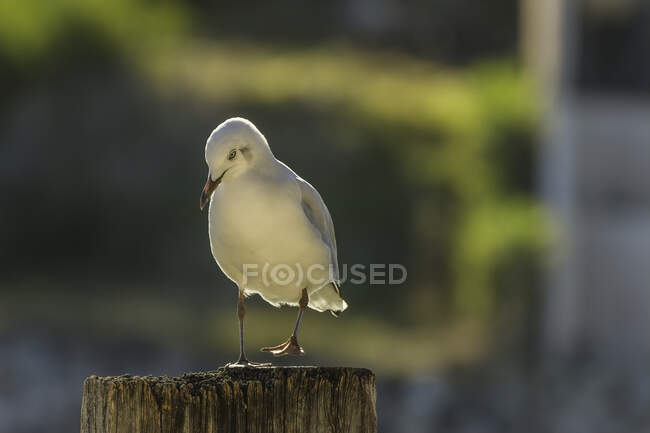 Silver Gull standing on a wooden post, Western Australia, Australia — Fotografia de Stock