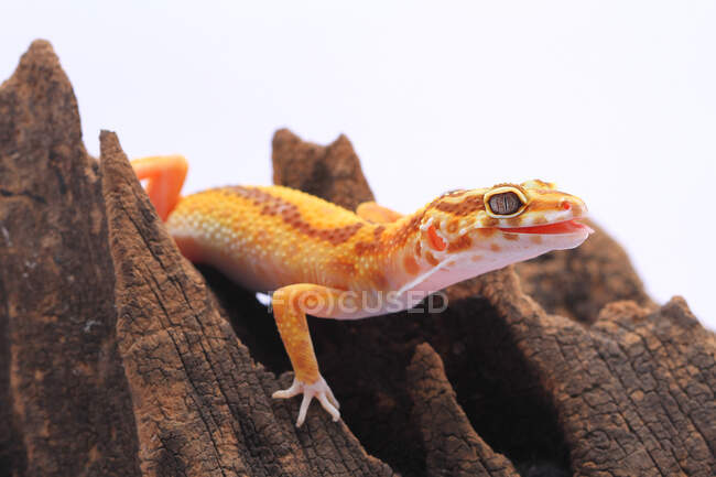 Leopard gecko on a piece of wood, Indonesia — Stock Photo