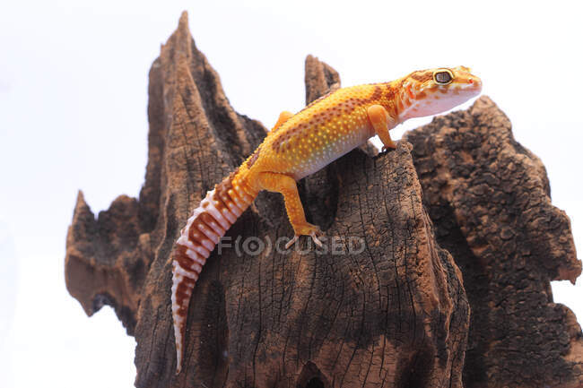 Gecko de leopardo em um pedaço de madeira, Indonésia — Fotografia de Stock
