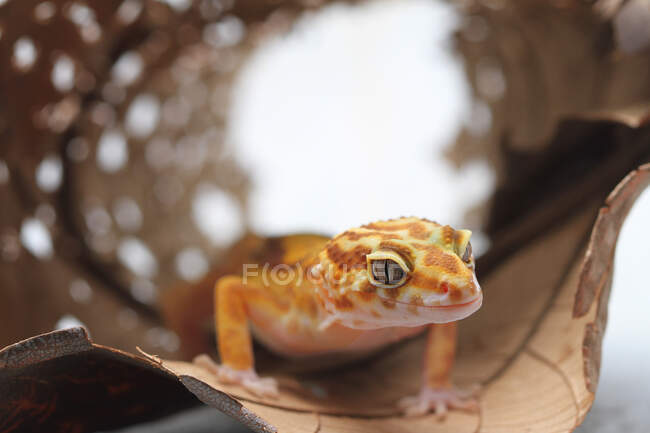 Léopard Gecko sur une feuille, Indonésie — Photo de stock