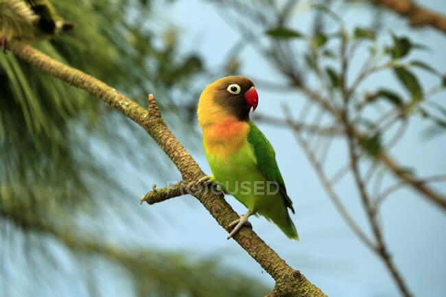Parrot sitting on a branch, Indonesia — Foto stock