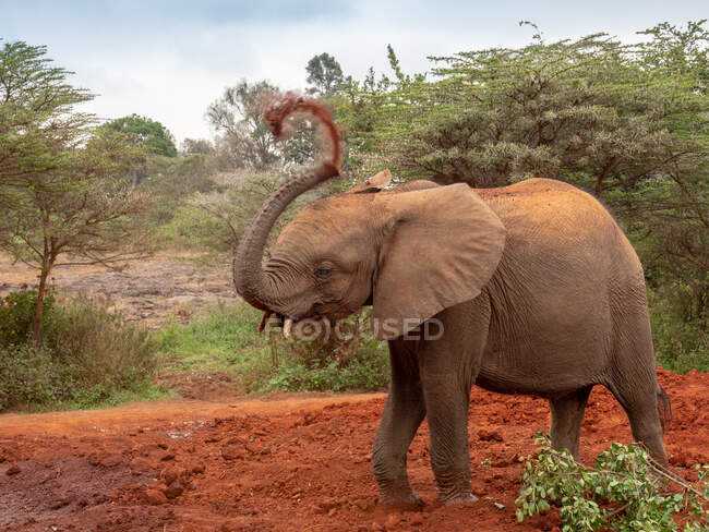 Elefante na savana de kenya — Fotografia de Stock