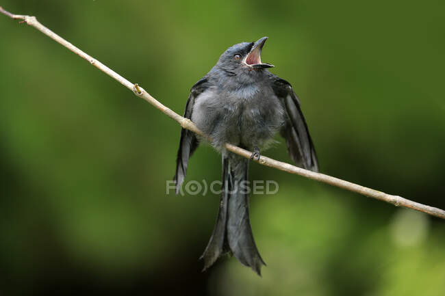 Vogel hockt singend auf einem Zweig, Indonesien — Stockfoto
