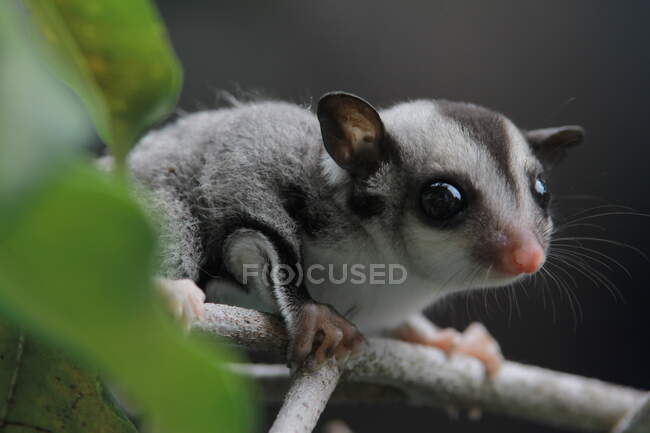 Close-up of a sugar glider joey, Indonesia — Foto stock