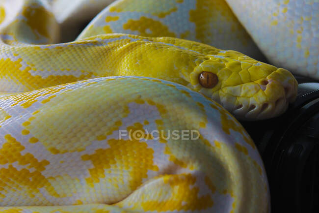 Gros plan d'un python, Indonésie — Photo de stock