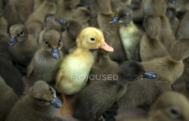 Yellow duckling amongst brown ducklings, Indonesia — Stock Photo