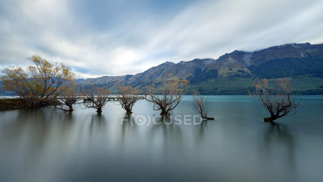 Willow Trees of Glenorchy, Lake Wakatipu, Otago Region, South Island, Nova Zelândia — Fotografia de Stock