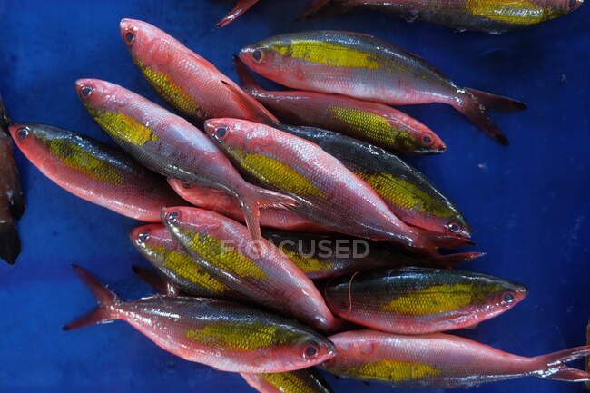 Vista aérea de los peces, Indonesia - foto de stock