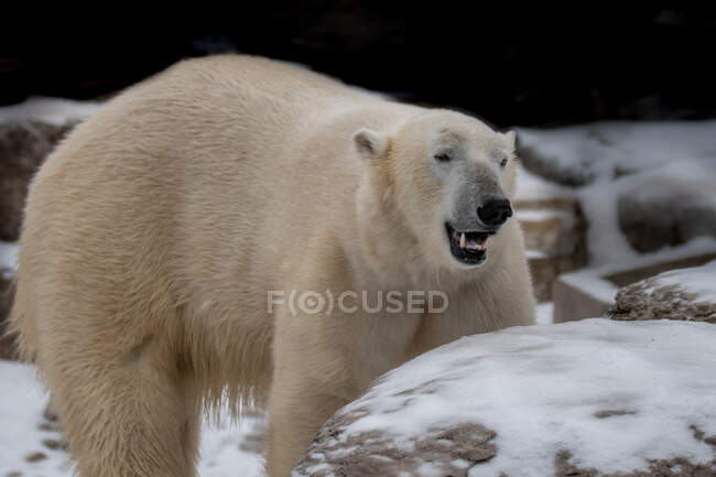 Білий ведмідь, британська колумбія, канада. — стокове фото