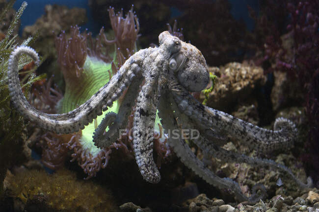 Octopus natação subaquática, Indonésia — Fotografia de Stock