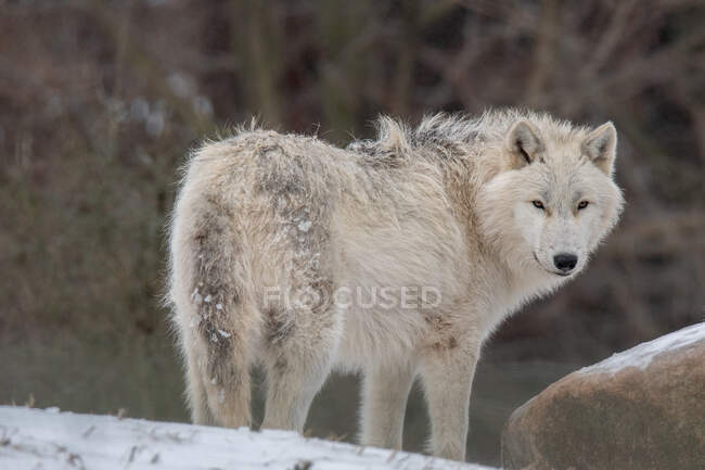 Arctic Wolf standing in the snow, British Columbia, Canada — Stock Photo