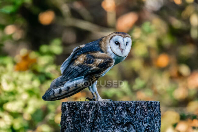 Portrait of feathered wild owl, close up view — Stock Photo