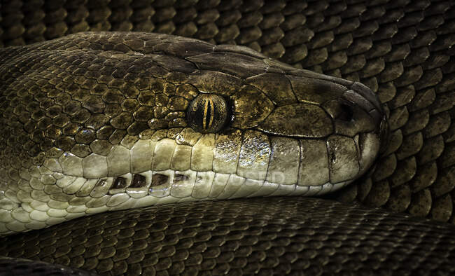 Clos-up d'une tête de python olive, Australie Occidentale, Australie — Photo de stock