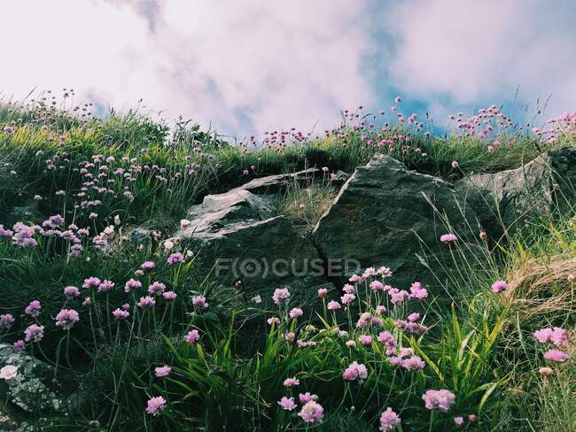 Зблизька польові квіти, турсо, гірська місцевість, Шотландія, об'єднане королівство. — стокове фото